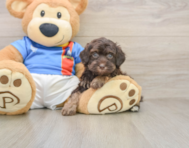 5 week old Havapoo Puppy For Sale - Premier Pups