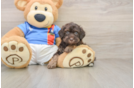 Havapoo Pup Being Cute