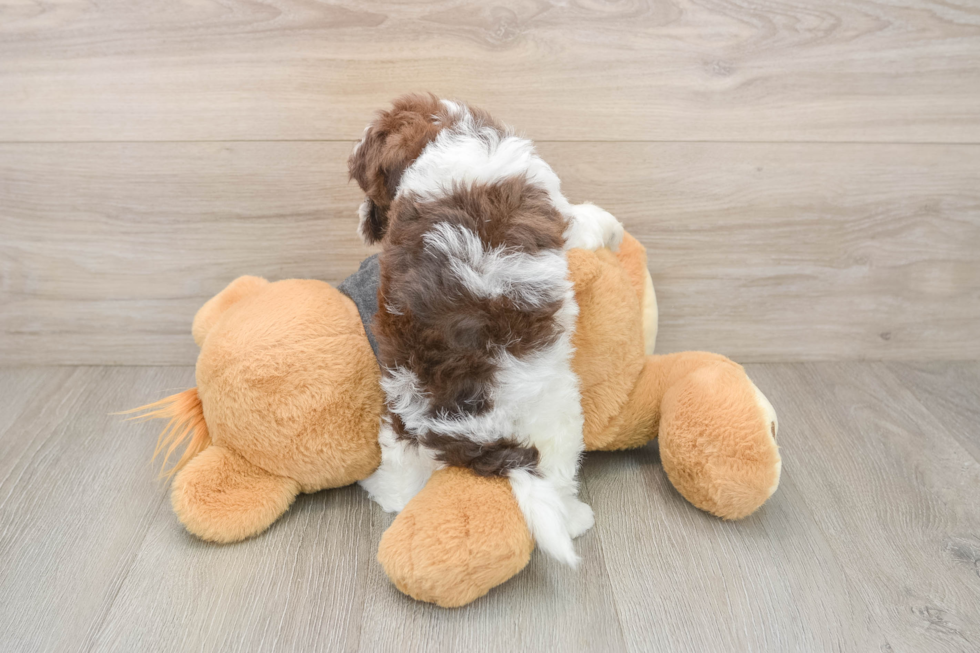 Cute Havapoo Baby