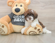 8 week old Havapoo Puppy For Sale - Premier Pups