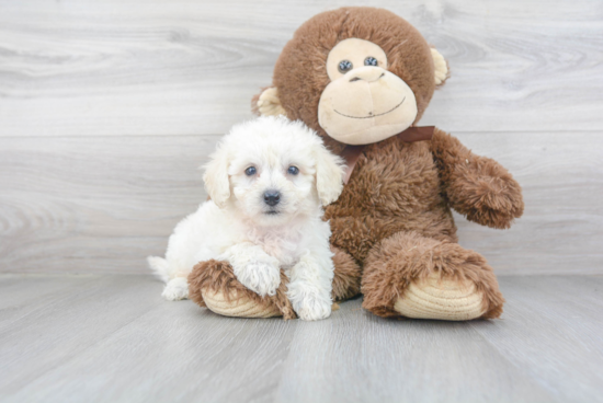 Fluffy Havapoo Poodle Mix Pup