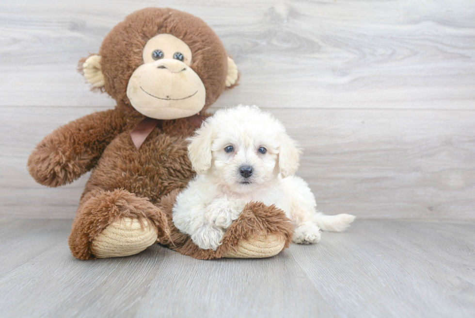 Smart Havapoo Poodle Mix Pup