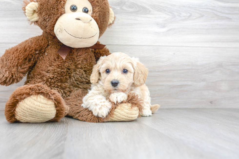 Popular Havapoo Poodle Mix Pup