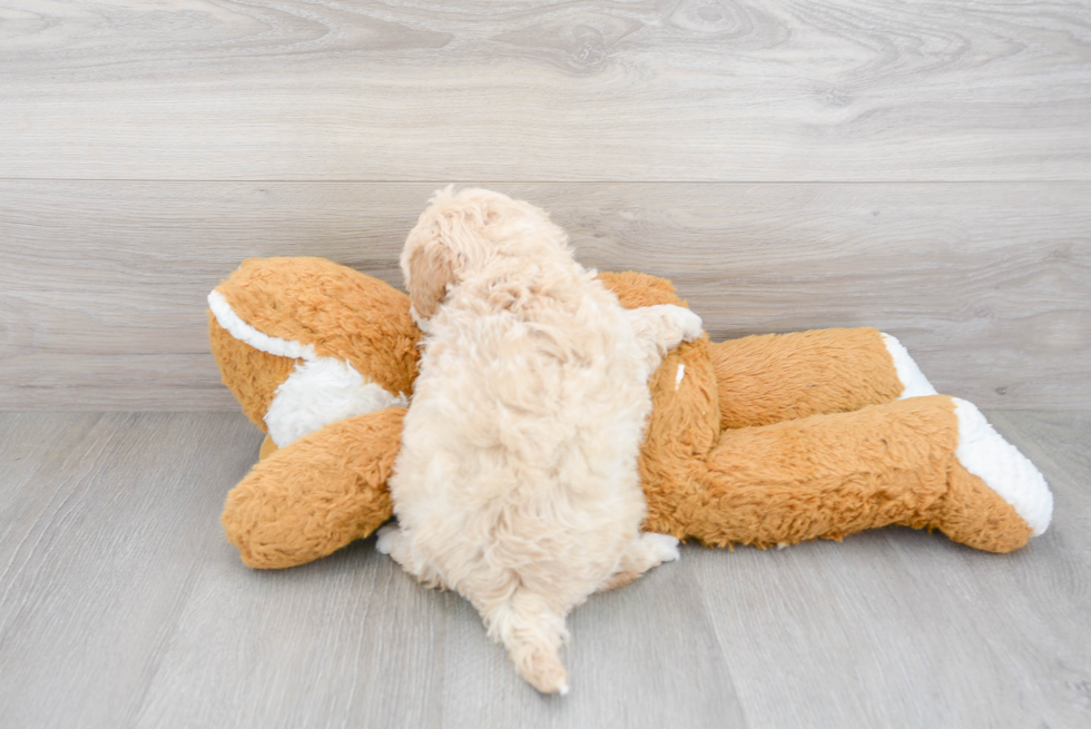 Playful Havadoodle Poodle Mix Puppy