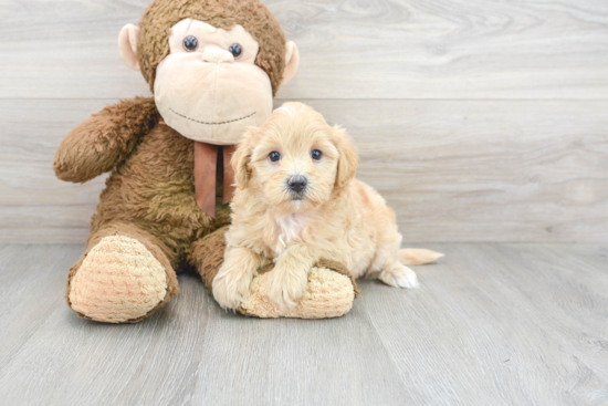 Adorable Havadoodle Poodle Mix Puppy