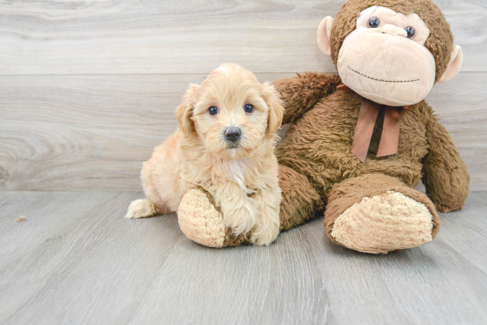 Funny Havapoo Poodle Mix Pup