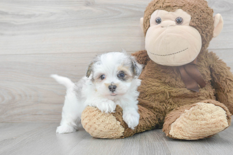 Smart Havapoo Poodle Mix Pup