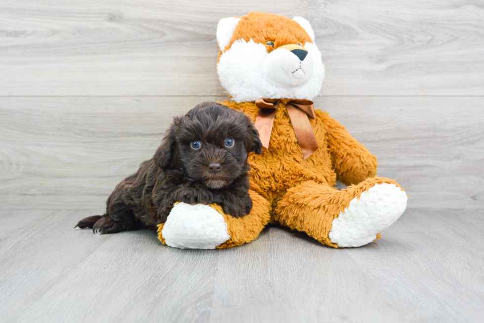 Energetic Havadoodle Poodle Mix Puppy