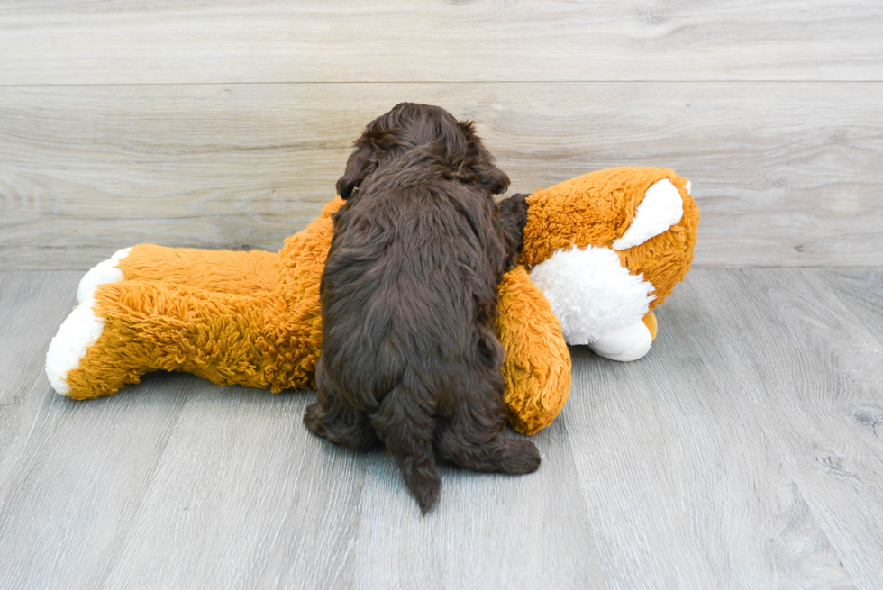 Energetic Havanese Poodle Mix Puppy