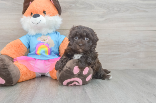 Smart Havapoo Poodle Mix Pup