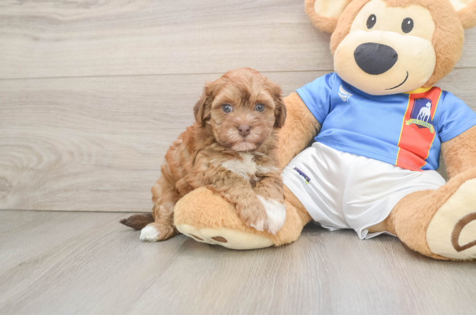 6 week old Havapoo Puppy For Sale - Premier Pups