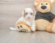 7 week old Havapoo Puppy For Sale - Premier Pups