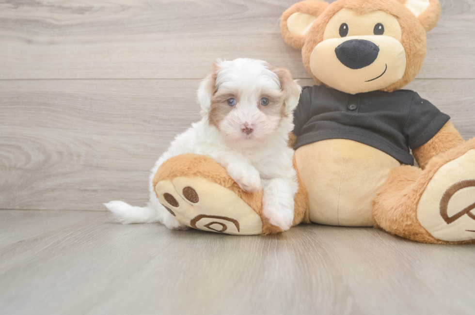 5 week old Havapoo Puppy For Sale - Premier Pups