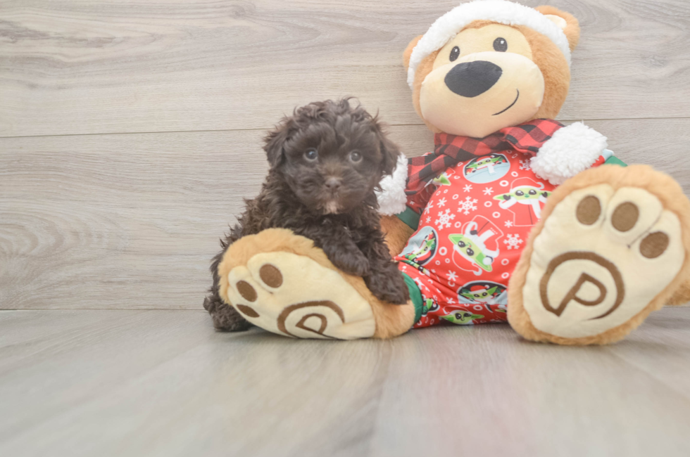 5 week old Havapoo Puppy For Sale - Premier Pups