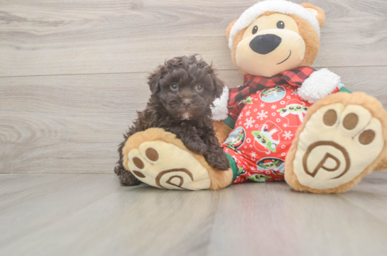 Havapoo Pup Being Cute