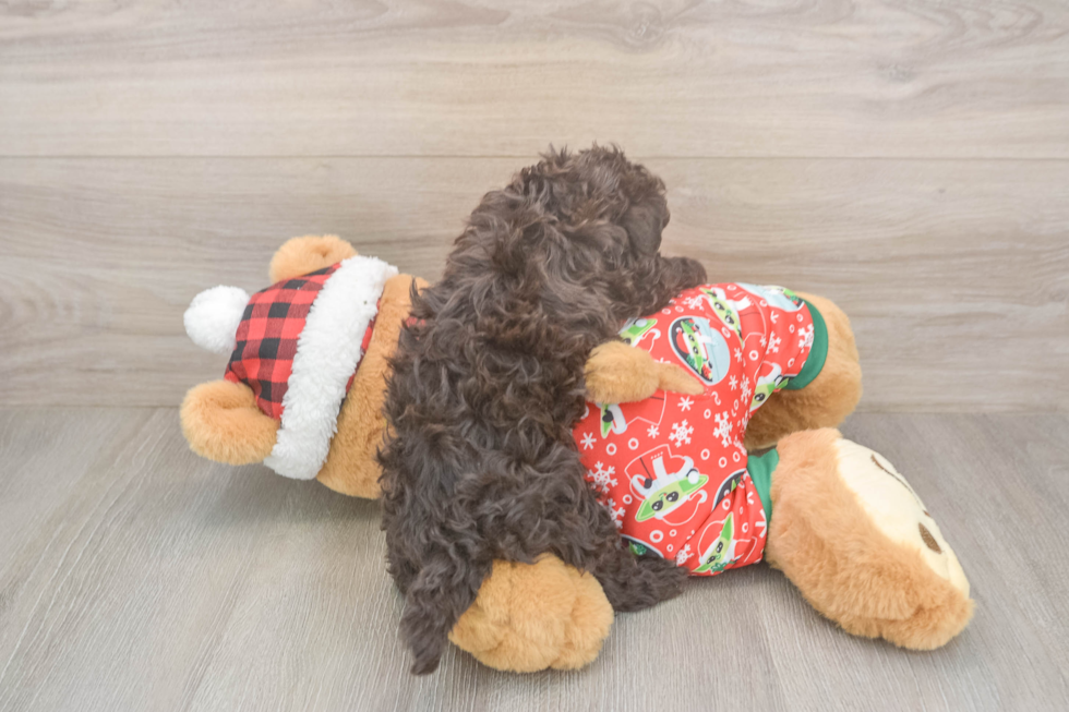 Energetic Havadoodle Poodle Mix Puppy