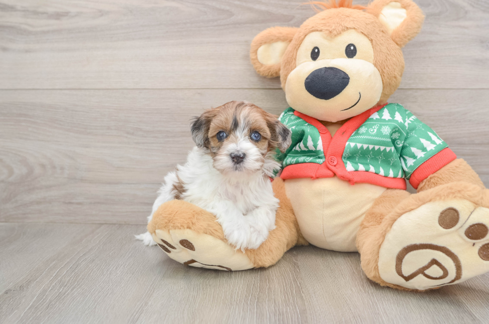 5 week old Havapoo Puppy For Sale - Premier Pups