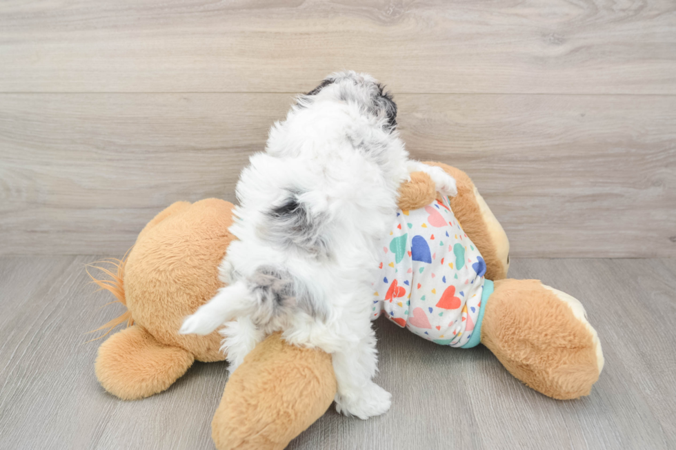 Havapoo Pup Being Cute