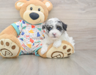 6 week old Havapoo Puppy For Sale - Premier Pups