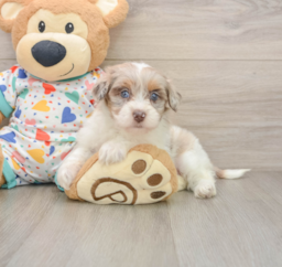 8 week old Havapoo Puppy For Sale - Premier Pups