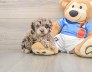 5 week old Havapoo Puppy For Sale - Premier Pups