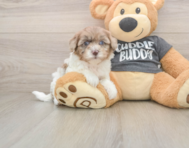 8 week old Havapoo Puppy For Sale - Premier Pups