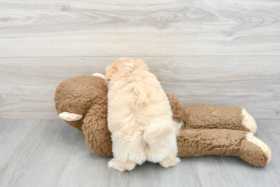 Adorable Havadoodle Poodle Mix Puppy