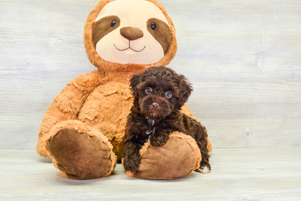 Little Havadoodle Poodle Mix Puppy