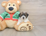 6 week old Havapoo Puppy For Sale - Premier Pups