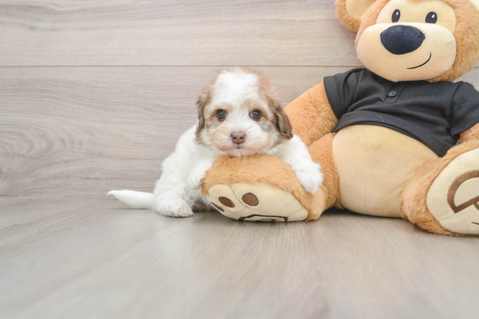 Havapoo Puppy for Adoption