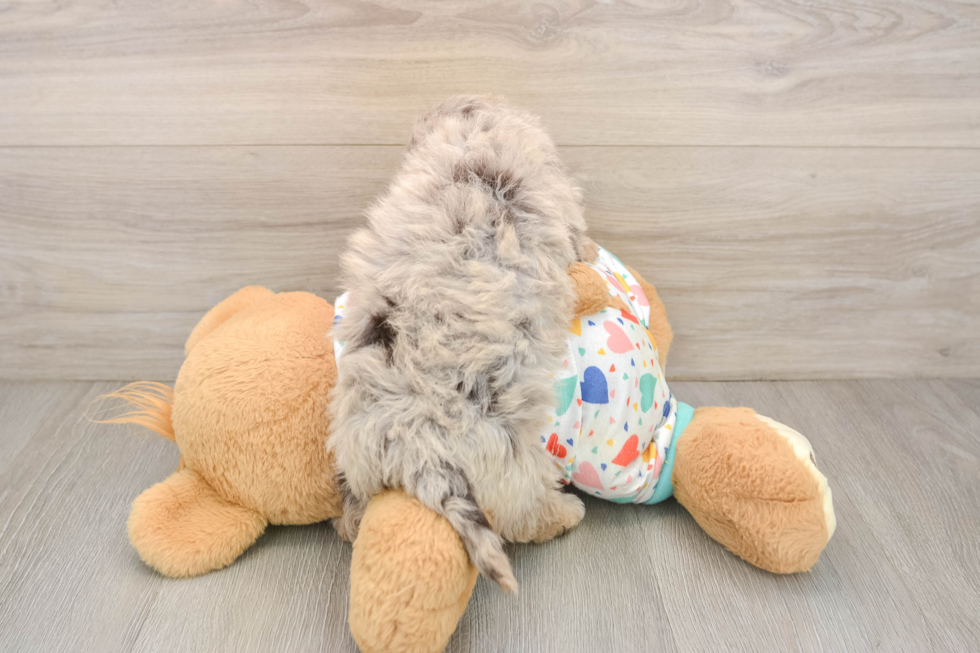 Cute Havapoo Baby