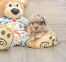 8 week old Havapoo Puppy For Sale - Premier Pups