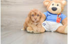 Havapoo Pup Being Cute