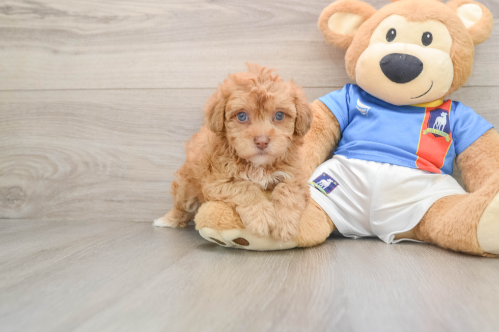 Havapoo Pup Being Cute