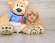 5 week old Havapoo Puppy For Sale - Premier Pups