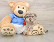 6 week old Havapoo Puppy For Sale - Premier Pups