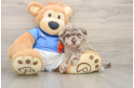 Little Havadoodle Poodle Mix Puppy