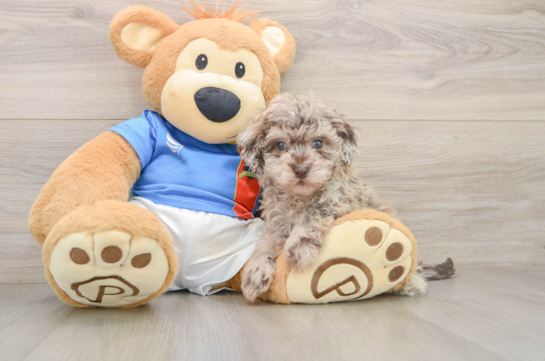 Little Havadoodle Poodle Mix Puppy
