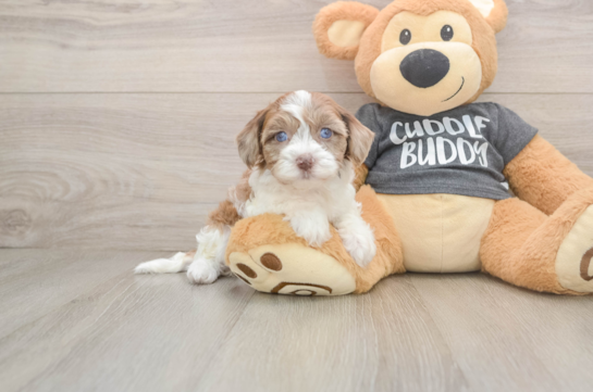 Cute Havapoo Baby