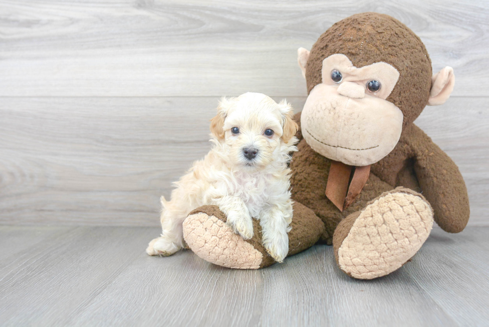 Popular Havapoo Poodle Mix Pup