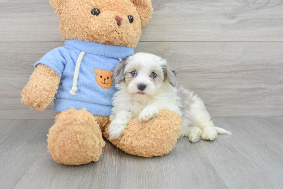 Havapoo Pup Being Cute