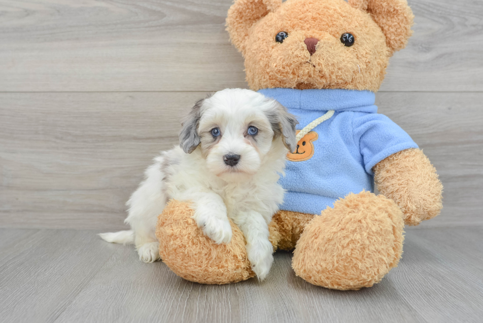 Havapoo Puppy for Adoption