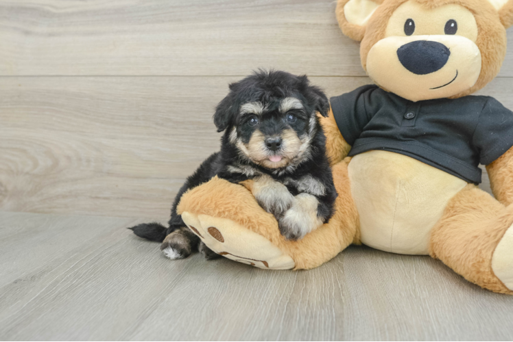 Havapoo Pup Being Cute