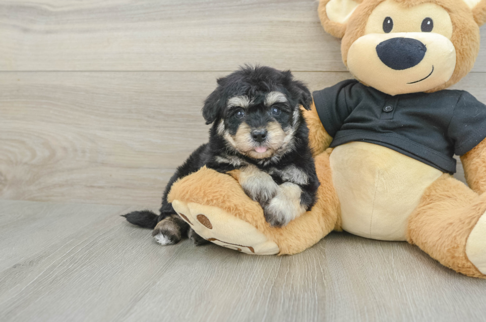 5 week old Havapoo Puppy For Sale - Premier Pups