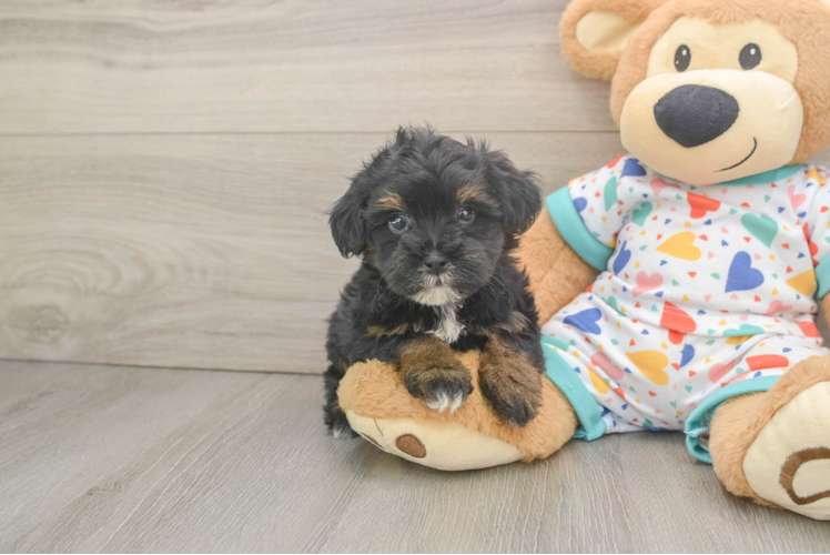 Havapoo Pup Being Cute