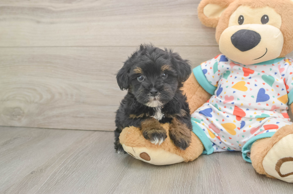 6 week old Havapoo Puppy For Sale - Premier Pups