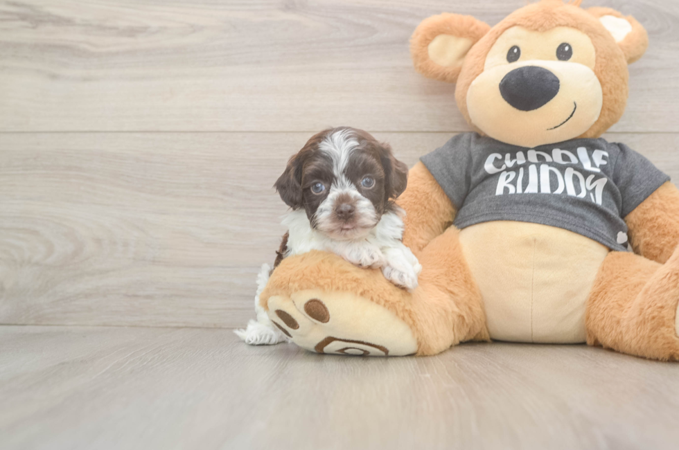 5 week old Havapoo Puppy For Sale - Premier Pups