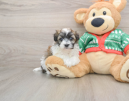 6 week old Havapoo Puppy For Sale - Premier Pups