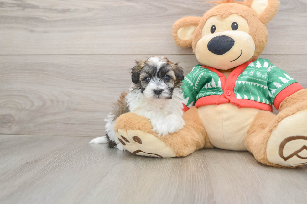 5 week old Havapoo Puppy For Sale - Premier Pups