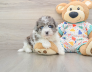 6 week old Havapoo Puppy For Sale - Premier Pups